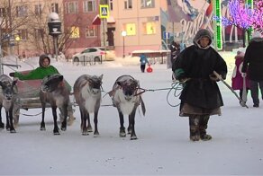 Олений помёт - к деньгам? Или северная реальность