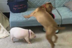 Пёс и поросенок стали лучшими друзьями