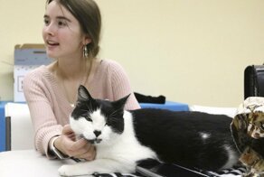 Девушка нашла потерянного кота во время волонтерства в приюте для животных