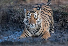 Фотограф показал зрителям душу тигра