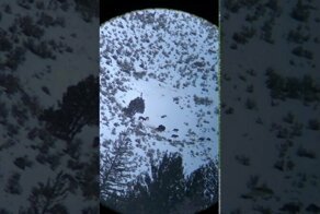 Волчья стая окружила медведя, чтобы отобрать добычу
