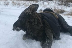 Спасение провалившейся под лед лосихи в Нижегородской области