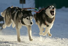 В Бердске прошла веселая гонка на собачьих упряжках