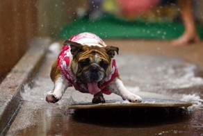 Водные конкурсы для собак (8 фото)