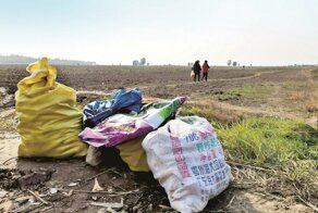 Добрый жест стоил трем китайским фермерам 500 тонн белой редьки
