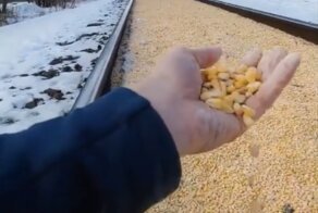Из поезда перевозившего зерно кукурузы, высыпалось содержимое