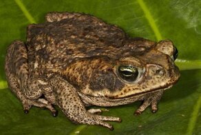 5 диких способов лечения на Руси, которые вовсю использовали знахари