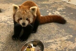 Красная панда, дважды сбежавшая  из британского заповедника, была поймана