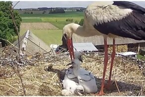 Аист хладнокровно выбросил птенца из гнезда