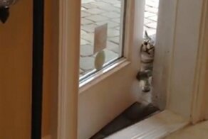 "Взломщик!": кот ловко открыл запертую дверь дома