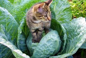 Дачные коты