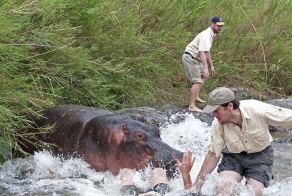 Бегемот чуть не съел ветеринара (3 фото)