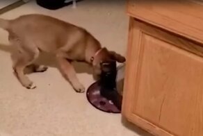 Щенок научился делать себе подобие водной горки в квартире хозяйки