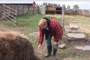 Попытка оседлать огромную шерстяную свинью