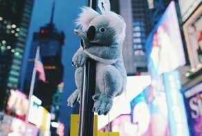 Нью-Йорк заполонили плюшевые коалы