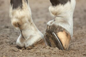 Зачем лошадям подковы