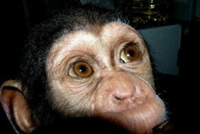 От шимпанзе отказалась мама, но его усыновили