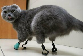 Кошка, отморозившая себе четыре лапы, получила протезы конечностей