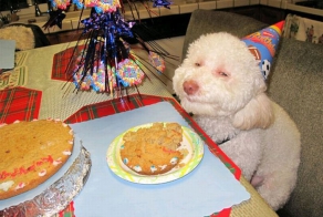 Песики щурятся (15 фото)