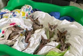 Спасенного от пожара валлаби назвали в честь Криса Хемсворта