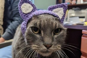Кошка с вязаными ушами нашла дом