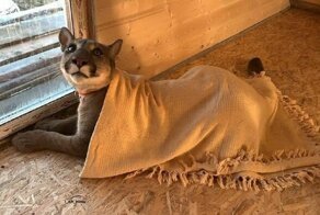 Пума из пензенской "однушки" стала домашним котиком