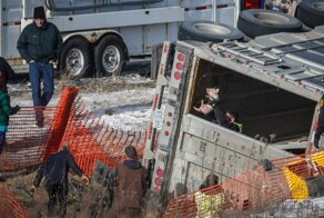 Грузовик с 1700 поросятами перевернулся в США