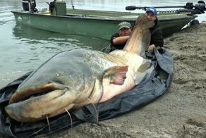 Мужик поймал в озере сома длиной в 2 метра 74 сантиметра