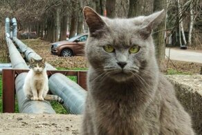 Обаятельные котики