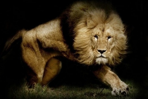 Рожденные убивать (41 фото)