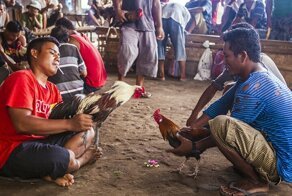 В Индии вооружённый петух убил человека
