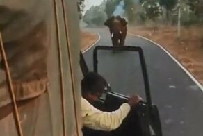 В Индии разъяренный слон атаковал грузовик