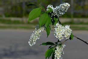 Белая черемуха весны: почему в различных произведениях это дерево связывают с любовью?