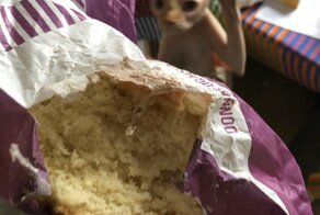 15 беспардонных хвостатых, которые обожают нарушать личные границы