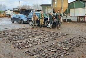 Фермеры истребили грызунов при помощи собак