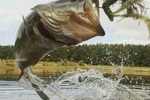 15 запоминающихся и веселых кадров, сделанных точно в нужный момент