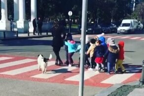 Бродячая собака помогает группе детей переходить улицу