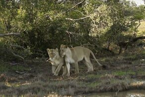 Туристы запечатлели двух любвеобильных львиц в ЮАР