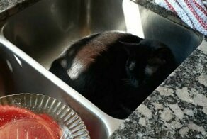 30 странных кошачьих привычек, которые для них в порядке вещей