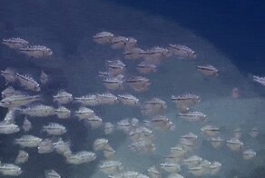 Гифки разные