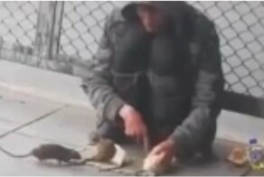 Настоящий повелитель крыс