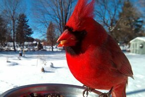 Потрясающие портреты птиц, сделанные в кормушке