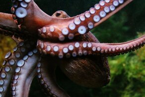 Опасность разведения осьминогов: стоит ли этих существ превращать в «морской скот»?