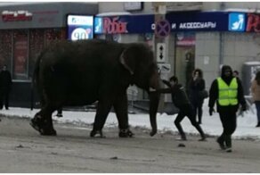Приключения цирковых слонов на заснеженных улицах Екатеринбурга
