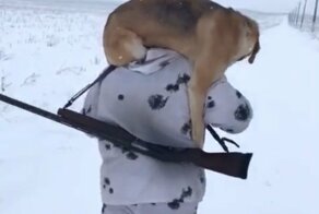 Неожиданное окончание охоты на зайца