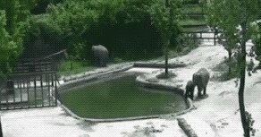 Слоновьи гифки