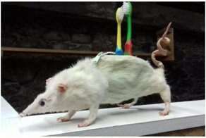 Человек - самый страшный зверь в мире