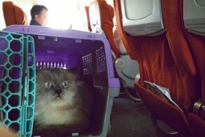 После кошачьей трагедии на борту «Аэрофлот» решил пересмотреть правила перевозки животных