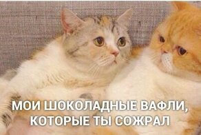 30 жизненных и добрых мемов с котиками