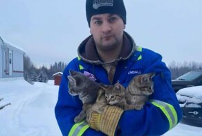 Мужчина спас примерзших к земле котят с помощью чашки кофе